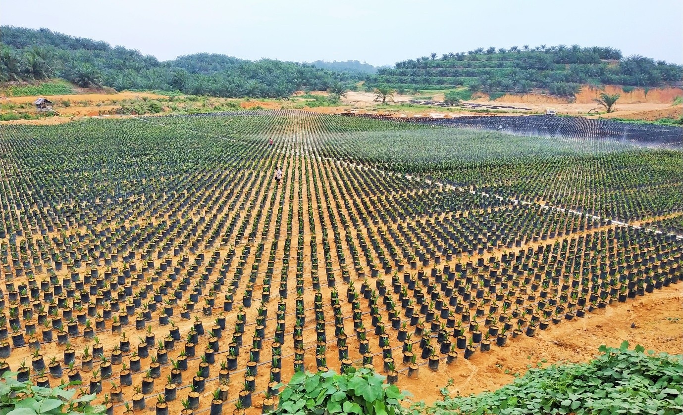 Our Nursery at PT KAP