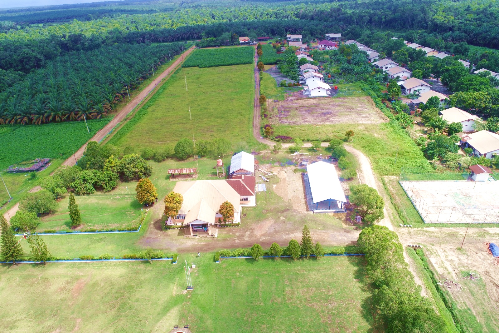 AEP Nusantara Plantations Estate - Palm Oil Plantation