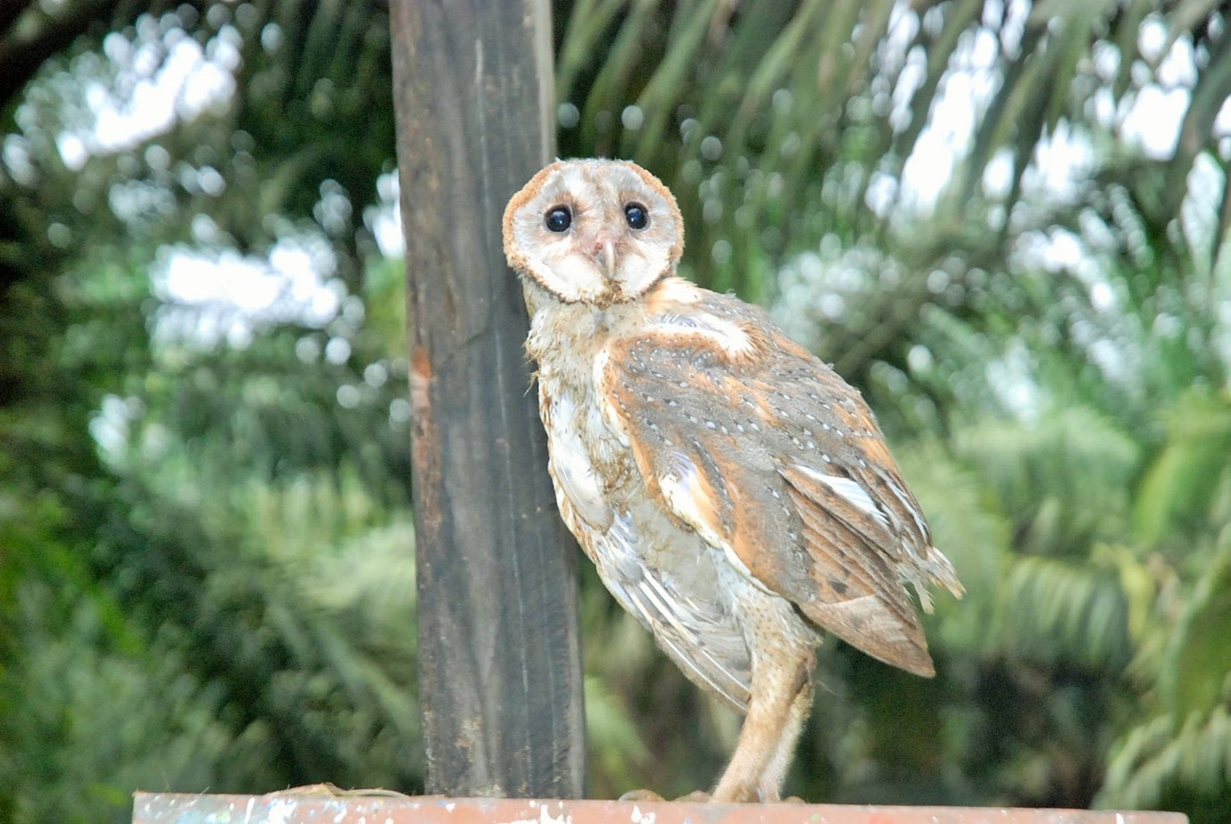 Tyto alba (Barn Owl)
