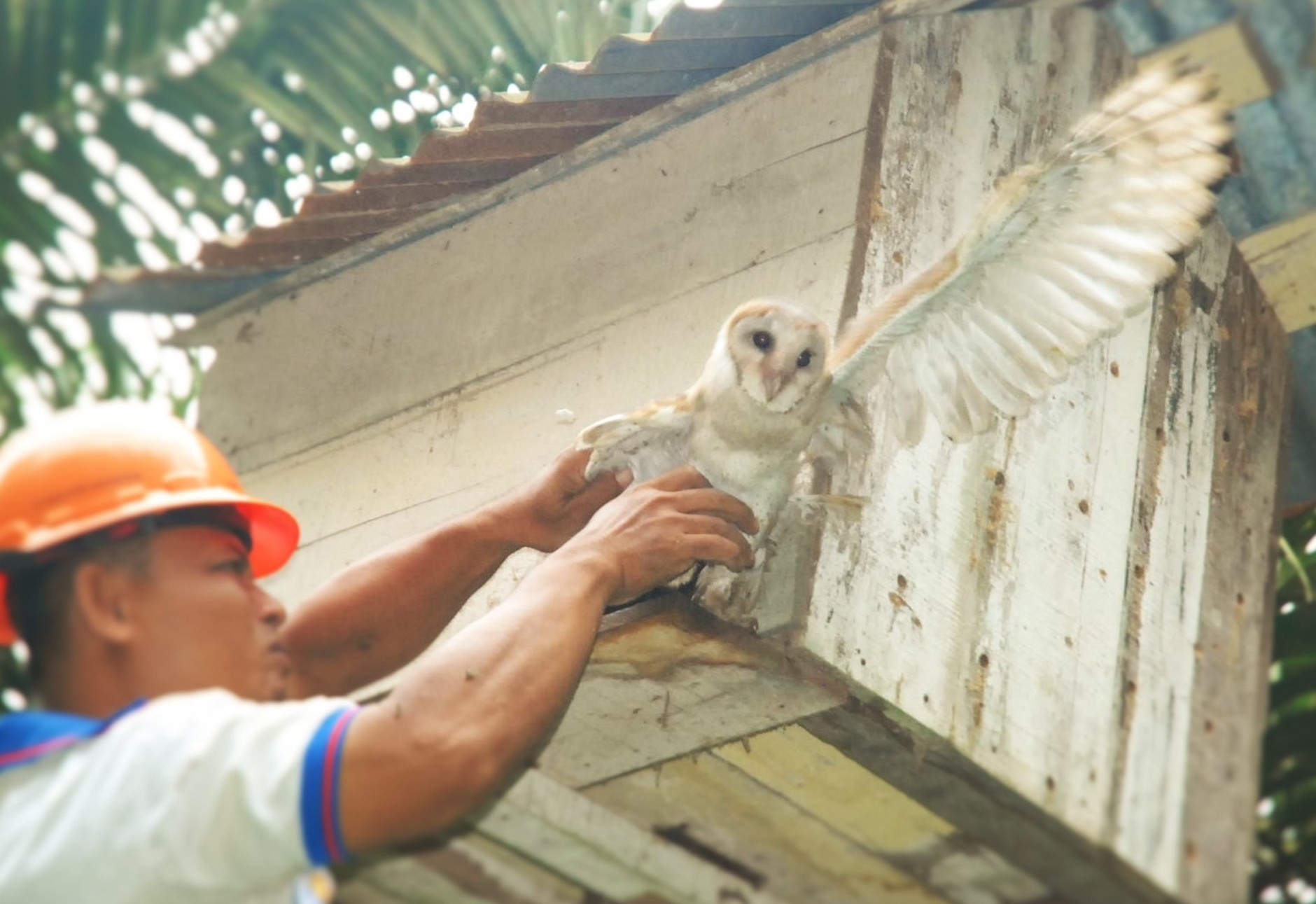 An Owl Being Inspected at PT BPJ