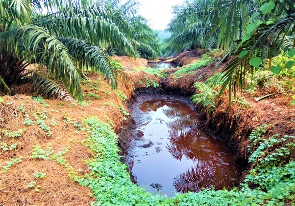 Mill Effluents Piped Directly to Fields