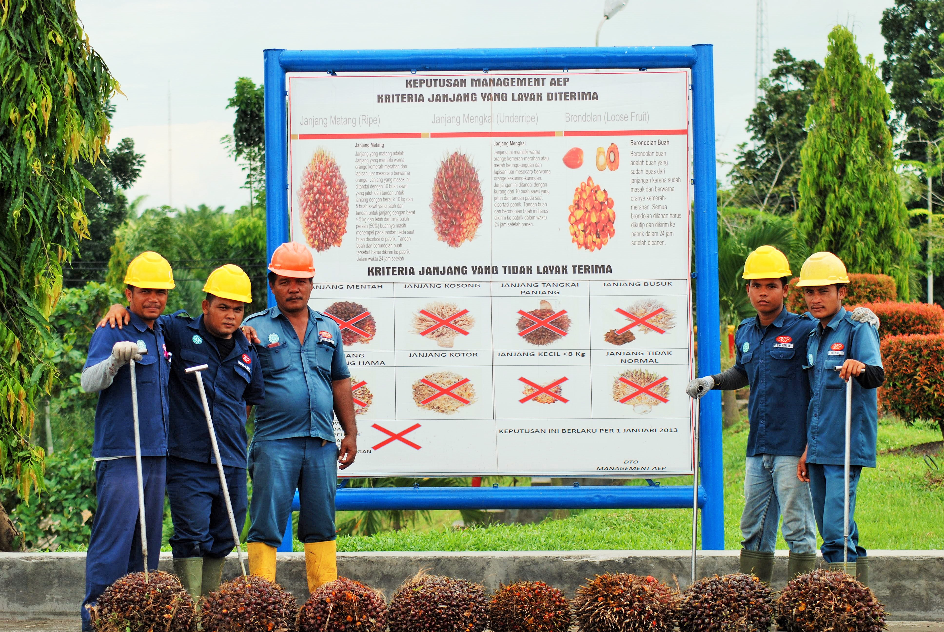 FFB Quality and Harvesting Standards Training