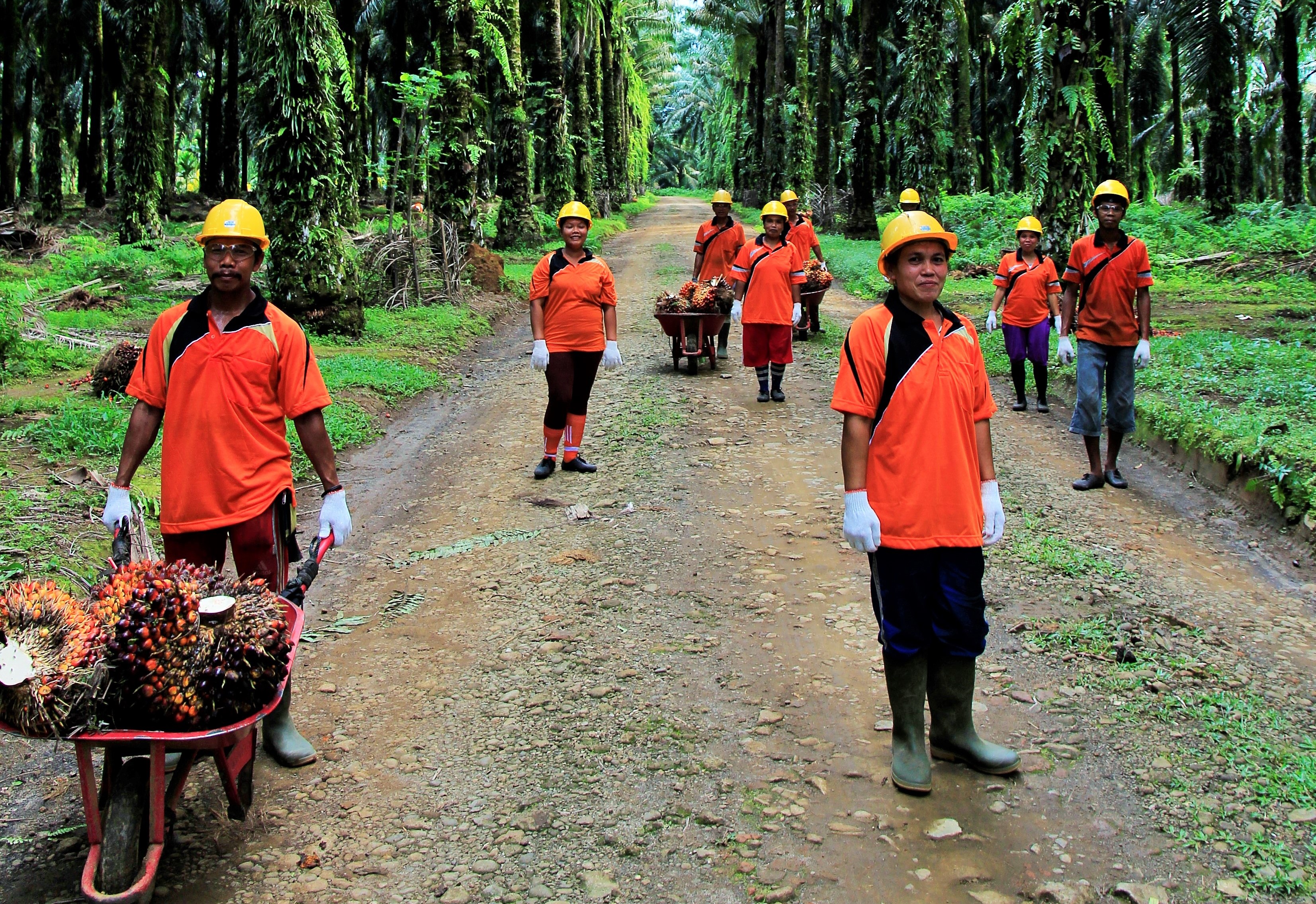 Harvesting Gang at Estate
