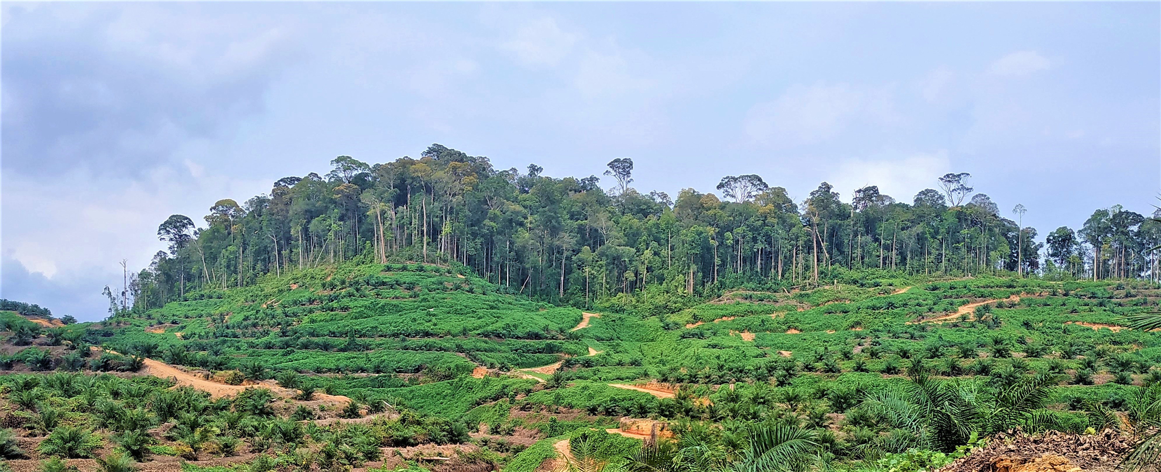 Protected Forest at PT KAP